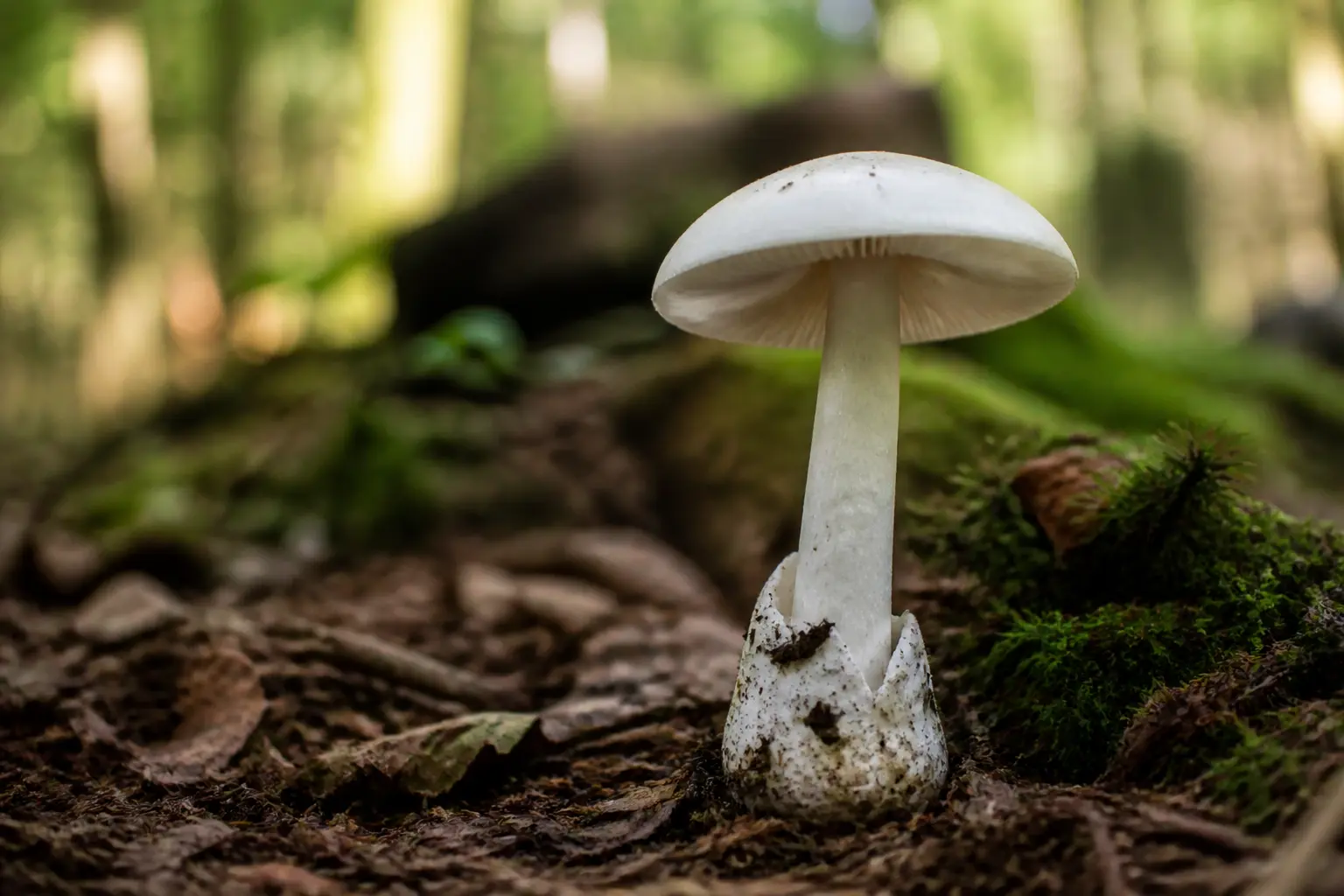 Amanite vireuse blanche au sol d’une forêt européenne, avec volve visible, mousse et feuilles mortes, ambiance prudente.