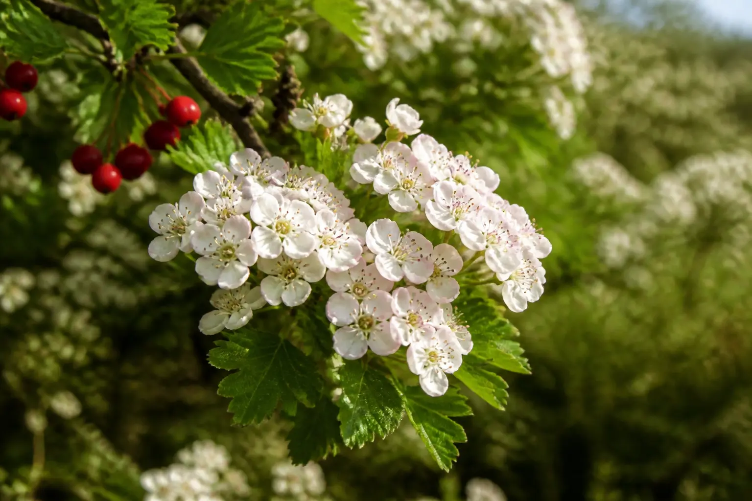 Aubepine fleurs en gros plan sur une branche fleurie blanche rosée, feuilles vertes et baies rouges en fond, style naturel.