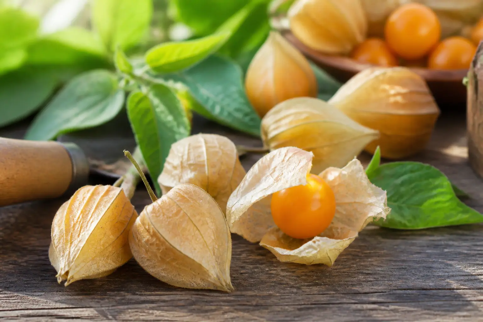 Coqueret du pérou mûr en gros plan, baies jaune-orange dans leurs husks secs sur bois rustique, ambiance jardin-cuisine.