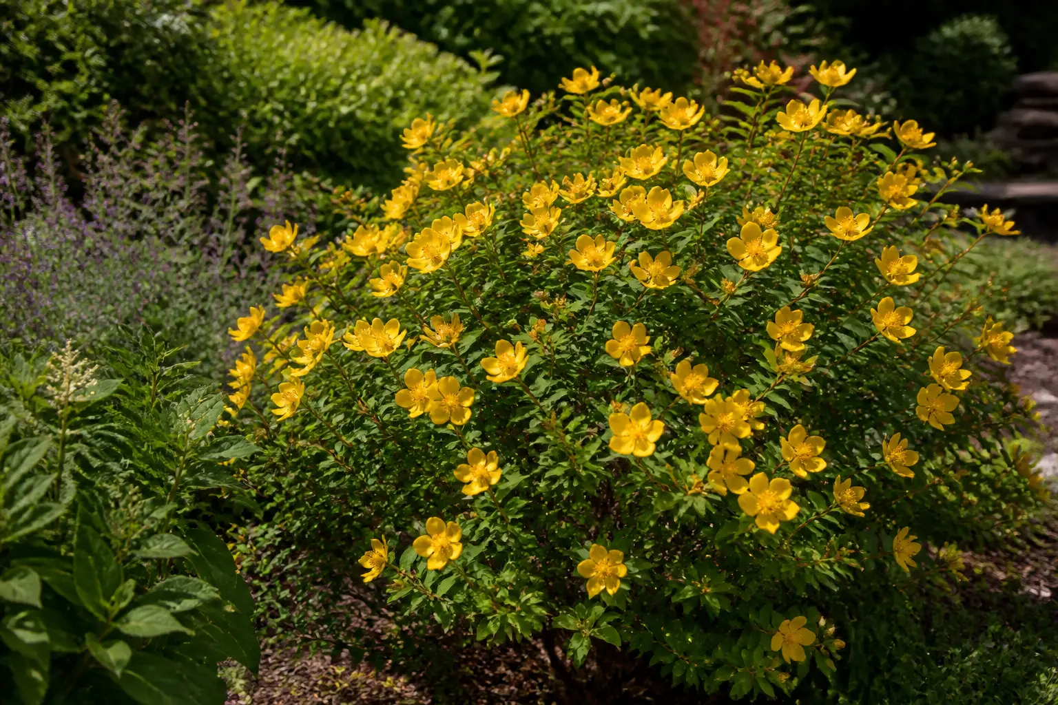 Millepertuis arbustif en fleurs jaunes dans un jardin français, feuillage vert, lumière douce et fond flou.
