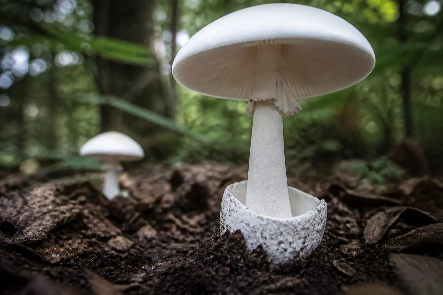 Comment reconnaître l’amanite vireuse sur le terrain