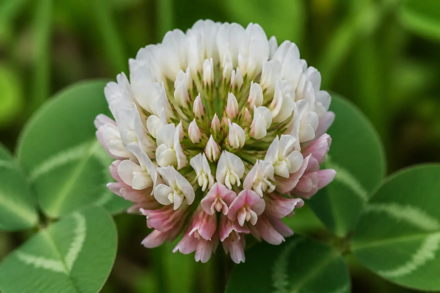 Fleur de trèfle : ce que l’on regarde vraiment