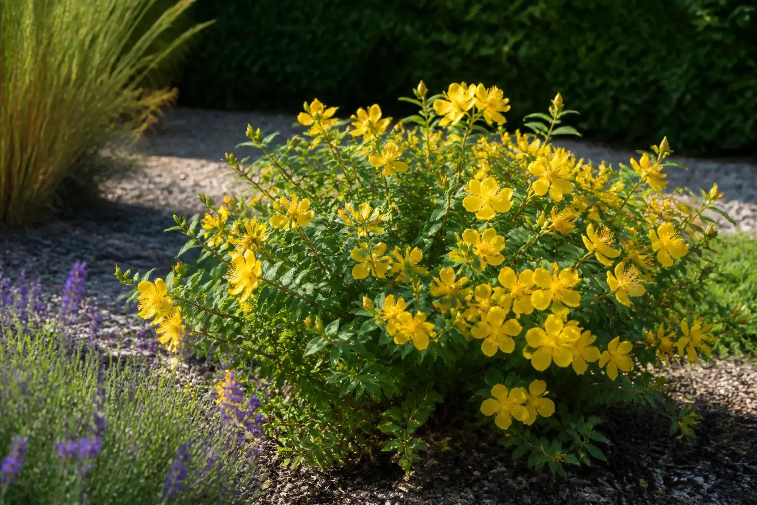 Le bon emplacement pour une floraison durable