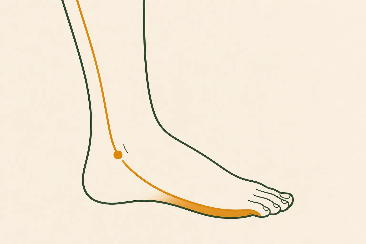 Douleur sur le côté extérieur du pied nerf sural : schéma du nerf sural le long de la cheville et du bord externe du pied