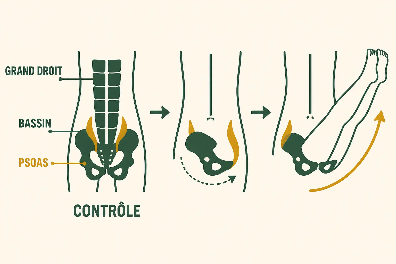 Relevé de jambes en schéma médical minimal montrant bassin, grand droit, psoas et contrôle du tronc.