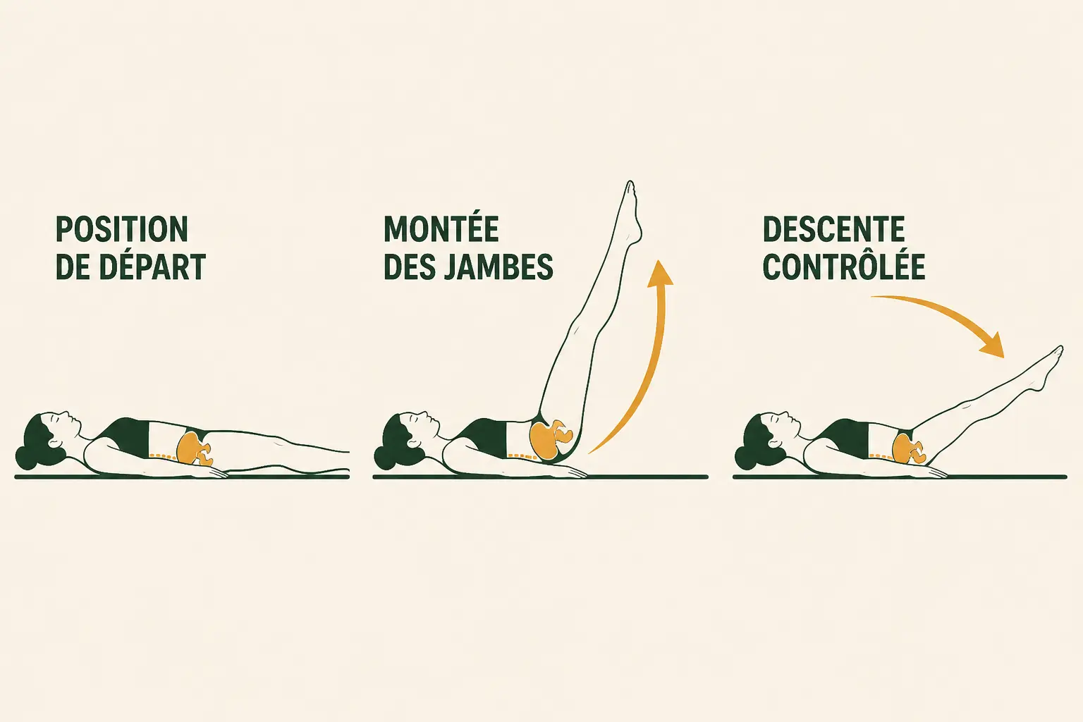 Relevé de jambes en trois étapes : bassin en rétroversion, montée contrôlée puis descente lente.