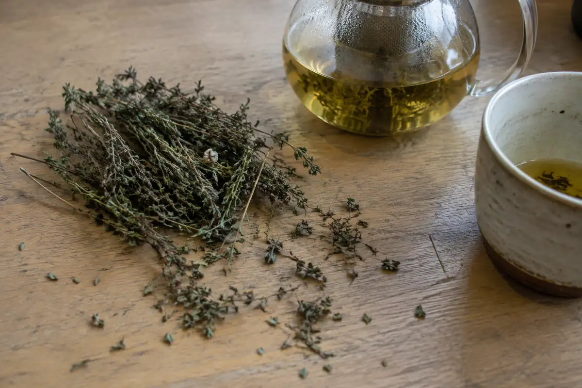 Tisane de thym : la seule indication reconnue, et à quelle dose