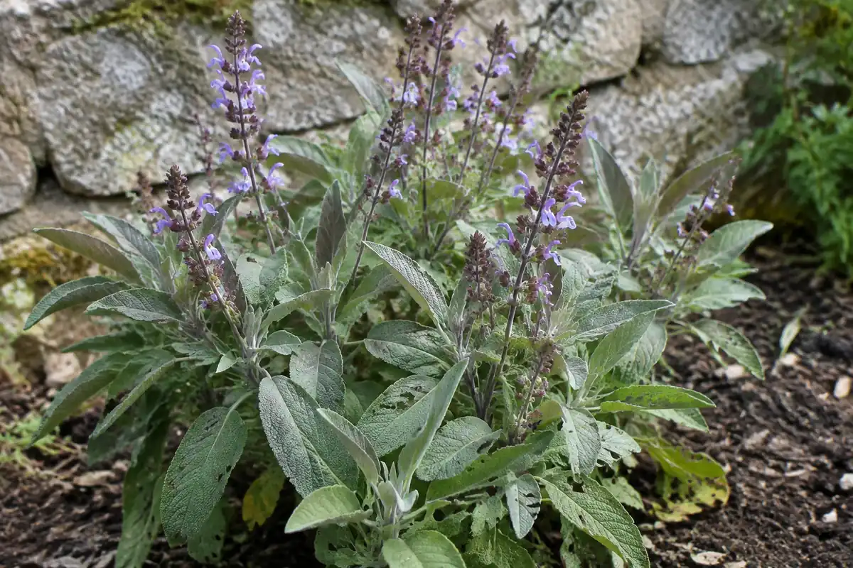 Fleur de sauge : ce qui est reconnu porte sur la feuille, et se limite à quatre usages