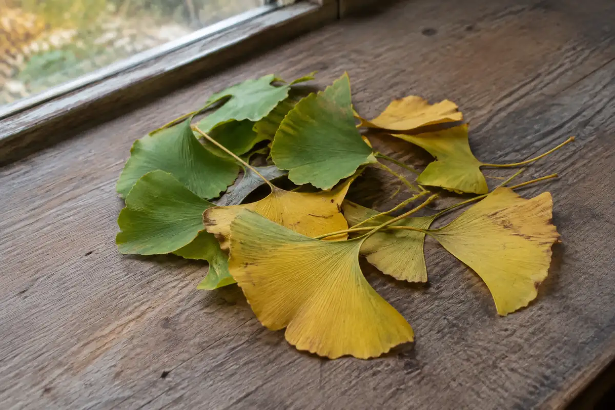 Ginkgo biloba : les deux usages reconnus, à quelle dose, et quand s'en passer