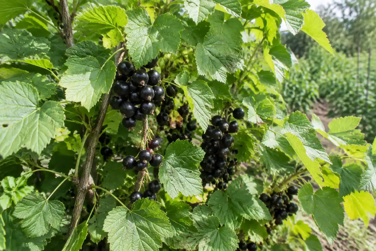 Bienfaits du cassis : ce que le fruit apporte vraiment, et ce que la feuille peut faire