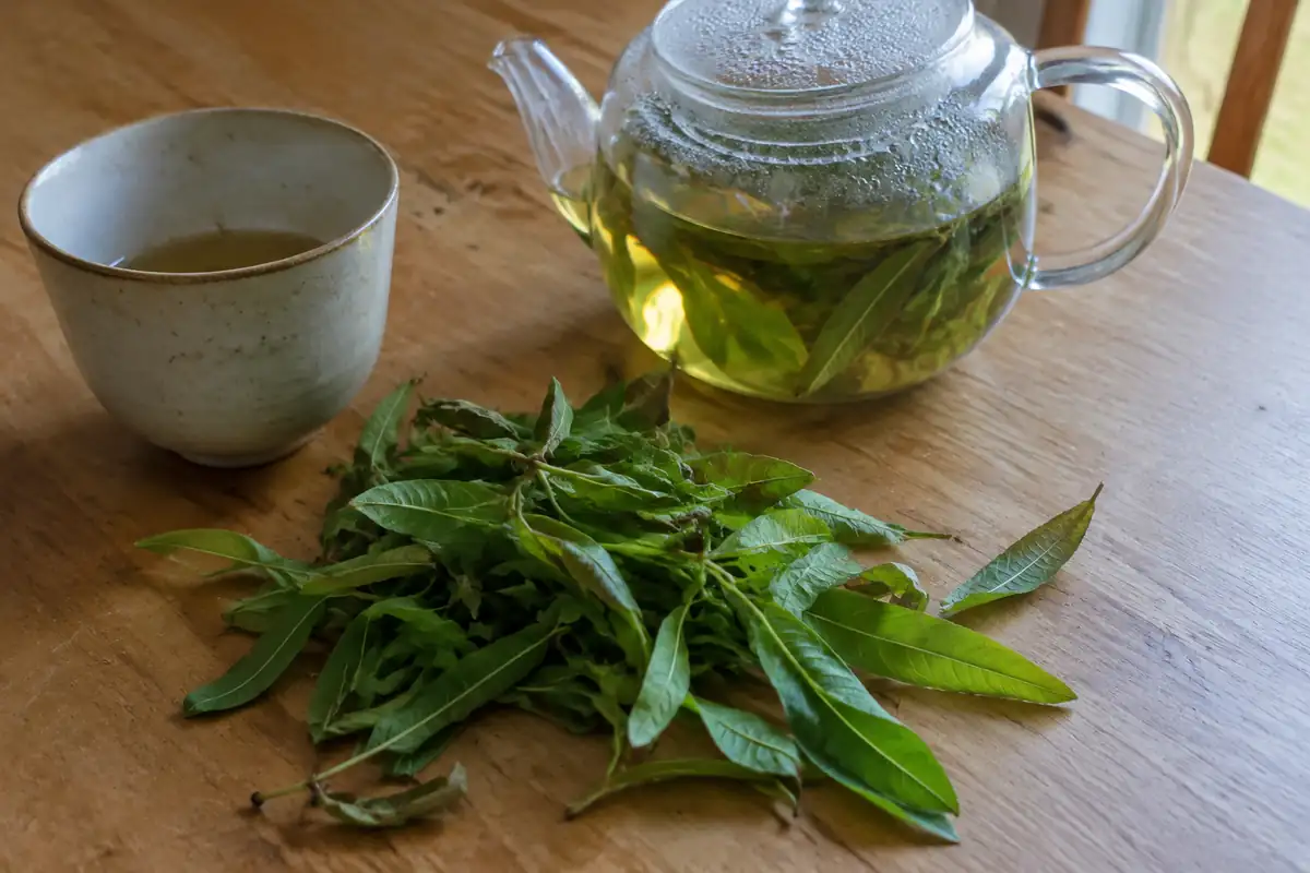 Verveine : ce que l'usage traditionnel reconnaît, et à quelle dose