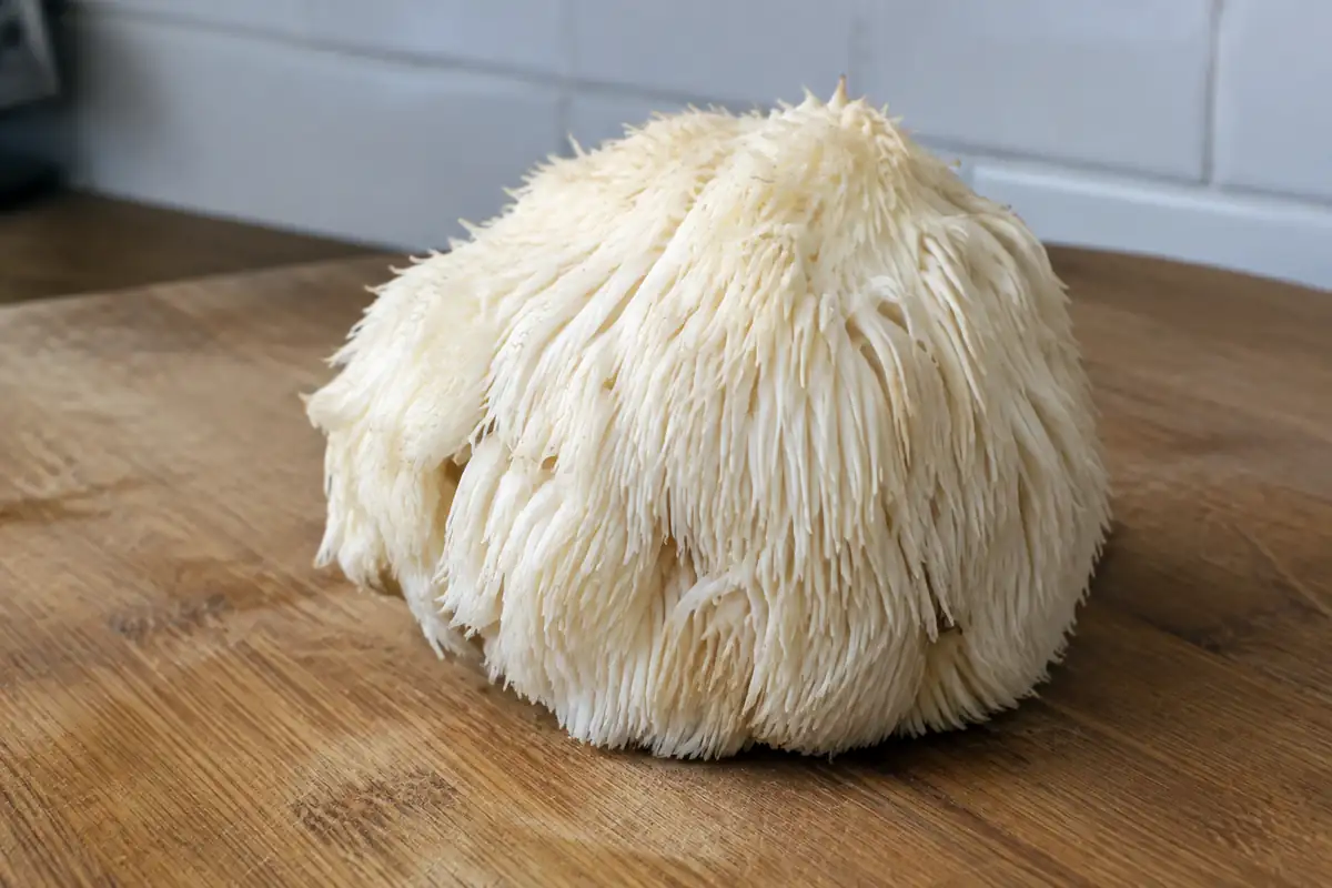 Lion's mane (Hericium erinaceus) : cinq essais chez l'humain et ce qu'ils permettent de conclure